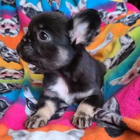 Peggy, a female French Bulldog for sale in Cairo, MO – Photo 6 of 10