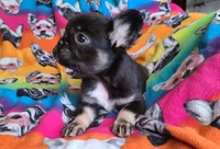 Peggy, a female French Bulldog for sale in Cairo, MO – Photo 7 of 10