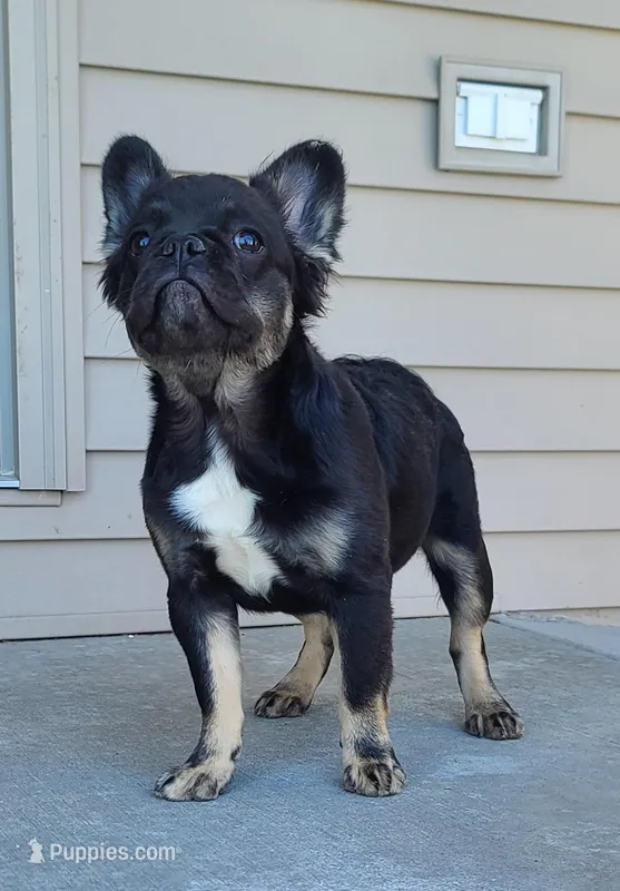 Peggy – French Bulldog puppy for sale in Cairo, MO