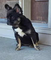Peggy, a female French Bulldog for sale in Cairo, MO – Photo 5 of 9