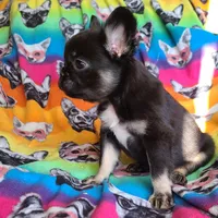 Peggy, a female French Bulldog for sale in Cairo, MO – Photo 5 of 10