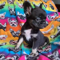 Peggy, a female French Bulldog for sale in Cairo, MO – Photo 7 of 10