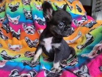 Peggy, a female French Bulldog for sale in Cairo, MO – Photo 8 of 10