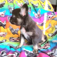 Peggy, a female French Bulldog for sale in Cairo, MO – Photo 8 of 10