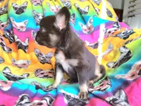 Peggy, a female French Bulldog for sale in Cairo, MO – Photo 9 of 10