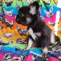 Peggy, a female French Bulldog for sale in Cairo, MO – Photo 3 of 10