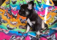 Peggy, a female French Bulldog for sale in Cairo, MO – Photo 4 of 10