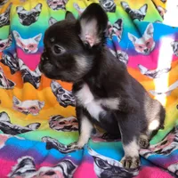 Peggy, a female French Bulldog for sale in Cairo, MO – Photo 9 of 10