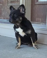 Peggy, a female French Bulldog for sale in Cairo, MO – Photo 7 of 9