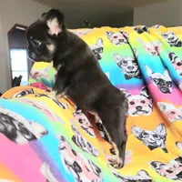 Peggy, a female French Bulldog for sale in Cairo, MO – Photo 2 of 10