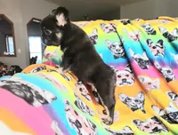 Peggy, a female French Bulldog for sale in Cairo, MO – Photo 2 of 10