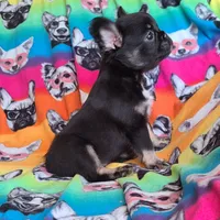 Peggy, a female French Bulldog for sale in Cairo, MO – Photo 1 of 10