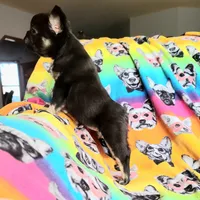 Peggy, a female French Bulldog for sale in Cairo, MO – Photo 4 of 10