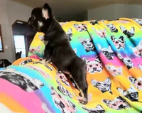 Peggy, a female French Bulldog for sale in Cairo, MO – Photo 5 of 10