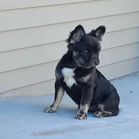 Peggy, a female French Bulldog for sale in Cairo, MO – Photo 4 of 9