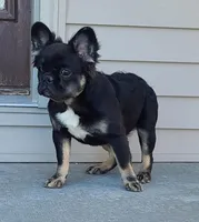 Peggy, a female French Bulldog for sale in Cairo, MO – Photo 6 of 9
