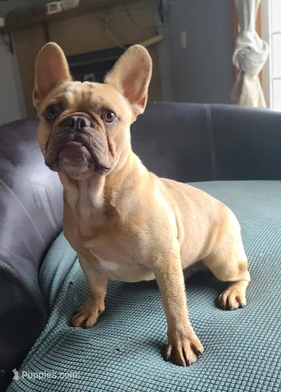 Brain – French Bulldog puppy for sale in Cairo, MO