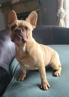 Brain, a male French Bulldog for sale in Cairo, MO – 1 of 10