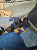 William, a male French Bulldog for sale in Cairo, MO – 6 of 6