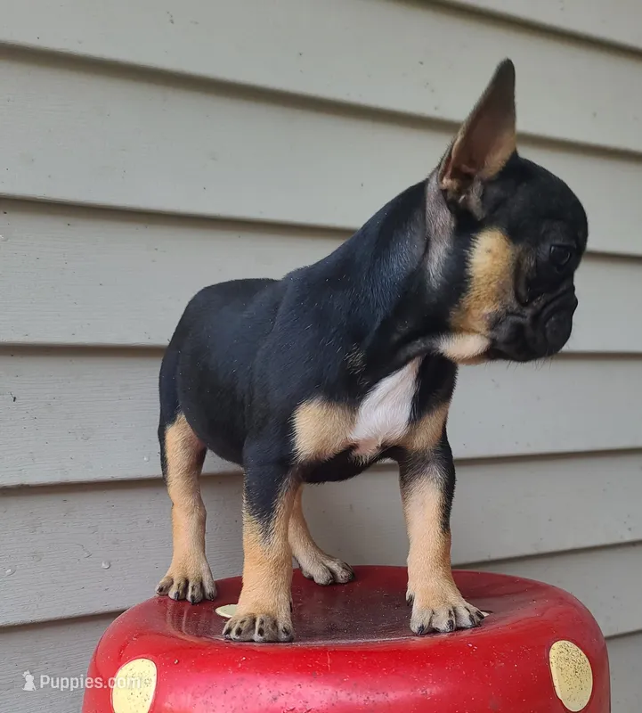 William – French Bulldog puppy for sale in Cairo, MO