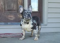 Hoggle, a male French Bulldog for sale in Cairo, MO – 2 of 3