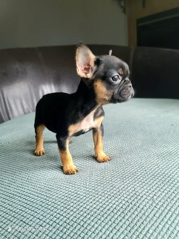 William – French Bulldog puppy for sale in Cairo, MO