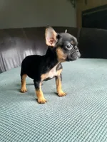 William, a male French Bulldog for sale in Cairo, MO – 1 of 6