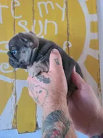 Louise, a female French Bulldog for sale in Cairo, MO – 7 of 10