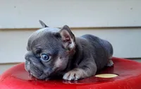 Louise Bb, intx2, pinkx1, dd, ayat, a female French Bulldog for sale in Cairo, MO – 7 of 10