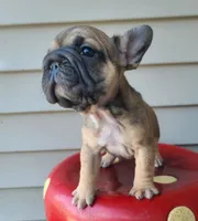 Thelma Bb, co, Dd, pinkx1, intx1, aya, a female French Bulldog for sale in Cairo, MO – 8 of 10
