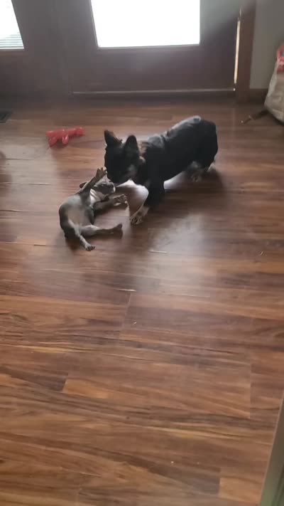 Peggy DNA intensity, EmEm kyky ata Dd co , a female French Bulldog for sale in Cairo, MO – 6 of 6