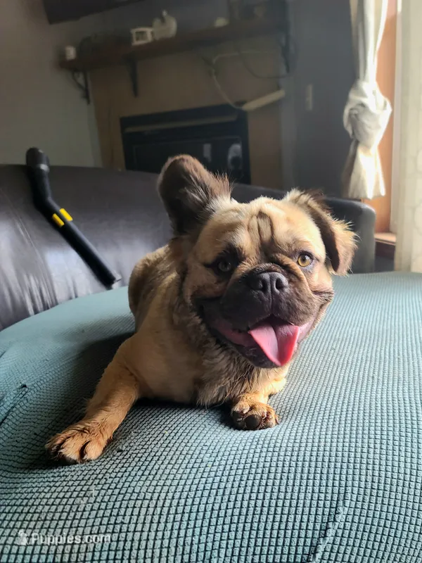 Dustin – French Bulldog puppy for sale in Cairo, MO
