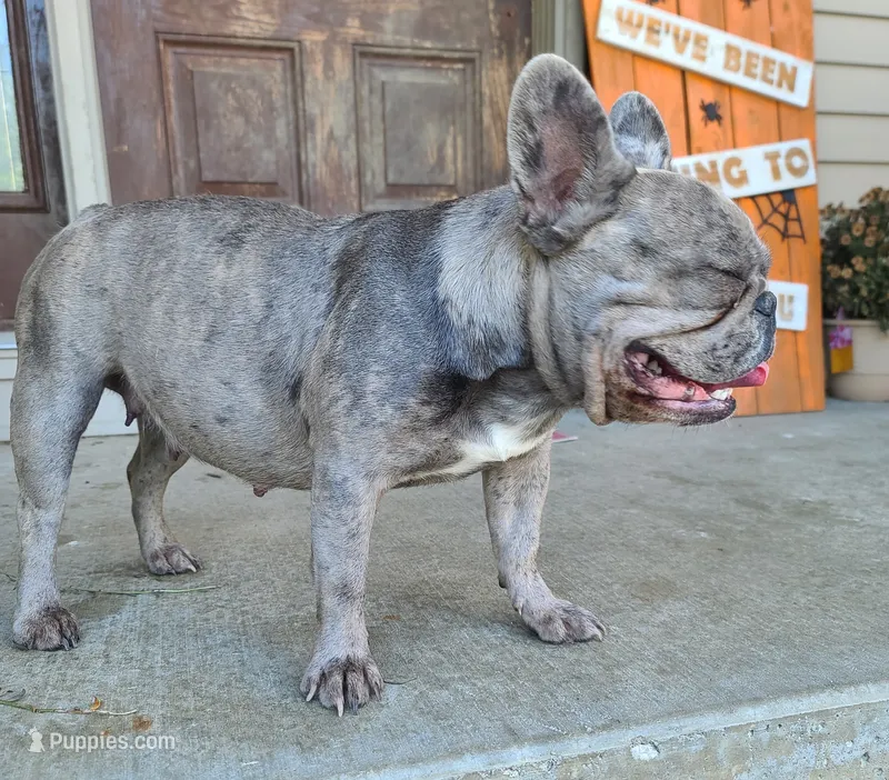 Frenzy DNA EmE kbky aya dd co L4 – French Bulldog puppy for sale in Cairo, MO