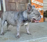 Frenzy DNA EmE kbky aya dd co L4, a female French Bulldog for sale in Cairo, MO – 1 of 5