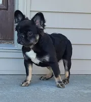 Peggy DNA intensity, EmEm kyky ata Dd co , a female French Bulldog for sale in Cairo, MO – 3 of 6