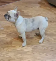 Pinky EE kyky coco Dd ayat m, a male French Bulldog for sale in Cairo, MO – 9 of 10