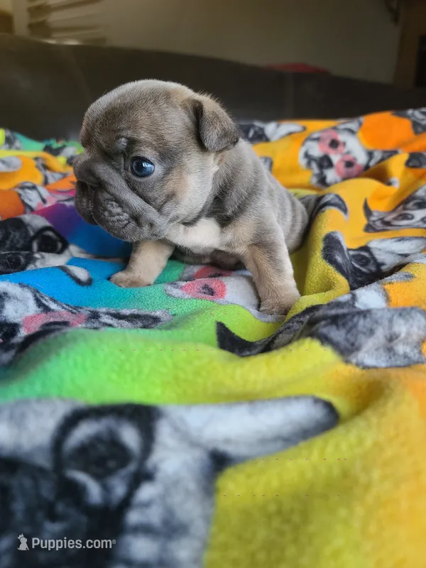 Louise – French Bulldog puppy for sale in Cairo, MO