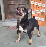 Gator DNA int, EmE kyky atat DD coco L4, a male French Bulldog for sale in Cairo, MO – 3 of 3