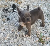 Toby, a female French Bulldog for sale in Cairo, MO – 5 of 5