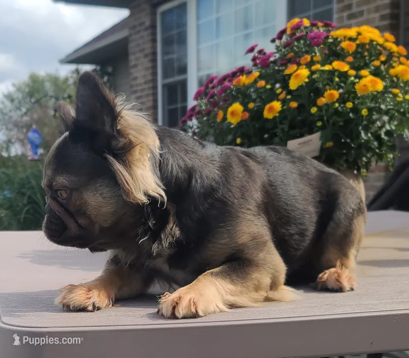 Wicket DNA int, EmE kyky ayat DD coco – French Bulldog puppy for sale in Cairo, MO