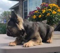 Wicket DNA int, EmE kyky ayat DD coco, a female French Bulldog for sale in Cairo, MO – 1 of 5