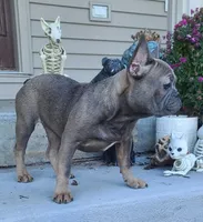 Penny, a female French Bulldog for sale in Cairo, MO – 1 of 3