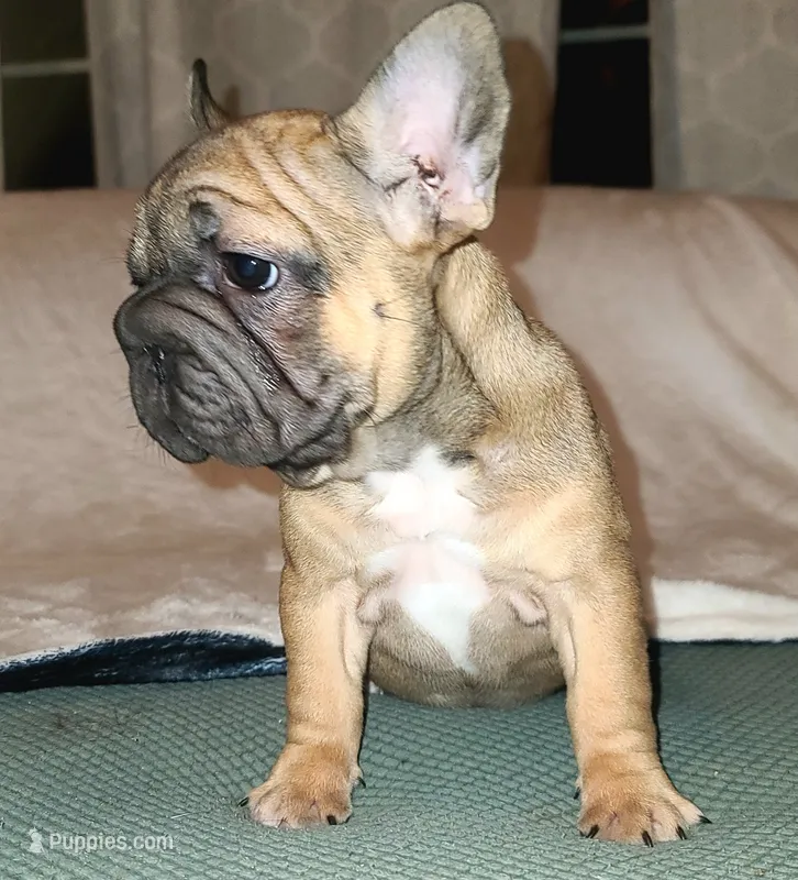 Thelma Bb, co, Dd, pinkx1, intx1, aya – French Bulldog puppy for sale in Cairo, MO