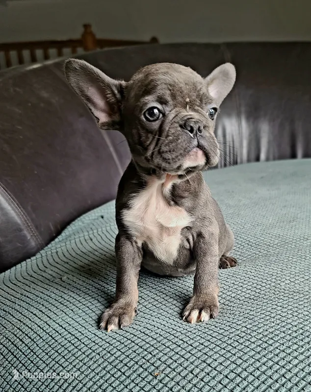Toby – French Bulldog puppy for sale in Cairo, MO