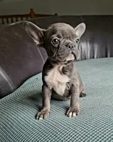 Toby, a female French Bulldog for sale in Cairo, MO – 1 of 2