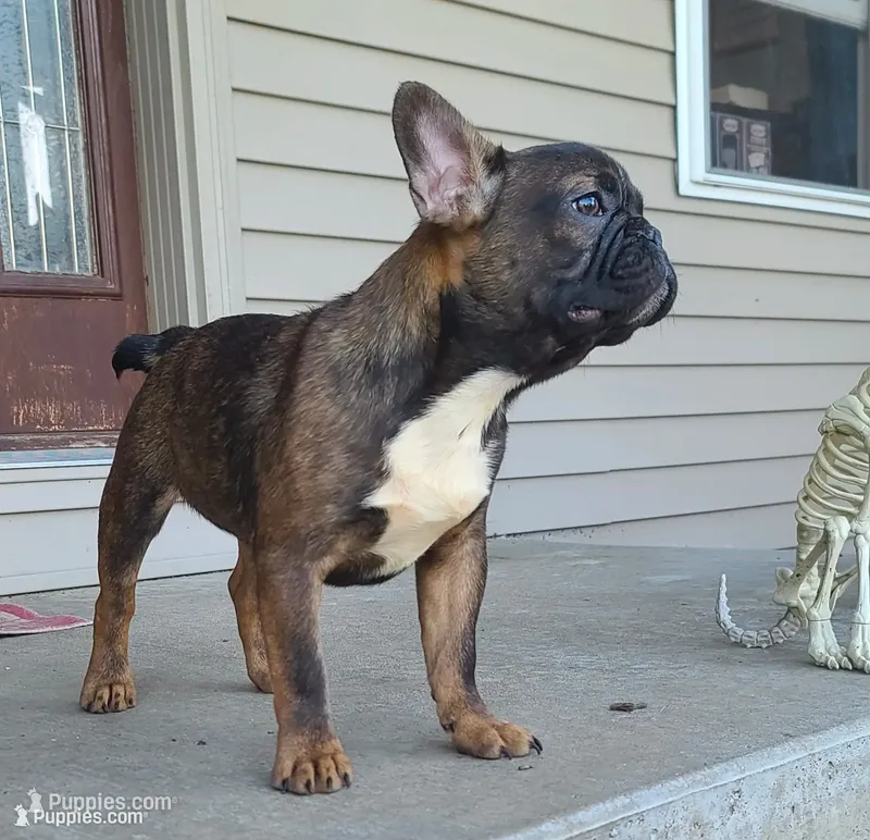 Ludo – French Bulldog puppy for sale in Cairo, MO