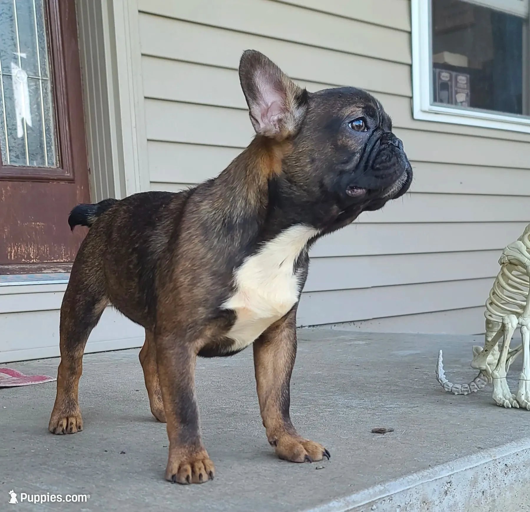Ludo, a male French Bulldog for sale in Cairo, MO – 1 of 3