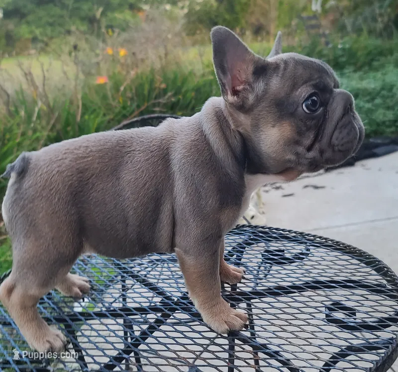 Louise Bb, intx2, pinkx1, dd, ayat – French Bulldog puppy for sale in Cairo, MO
