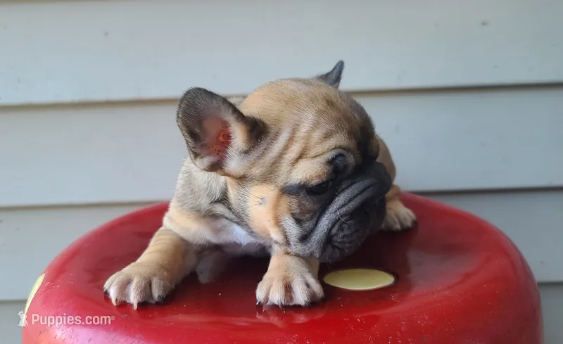 Thelma Bb, co, Dd, pinkx1, intx1, aya – French Bulldog puppy for sale in Cairo, MO