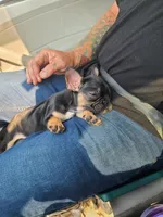 William, a male French Bulldog for sale in Cairo, MO – 2 of 6